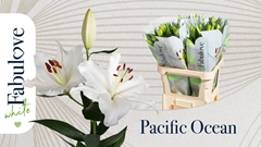 Lily Oriental Pacific Ocean 80cm 3+