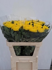 Chrysanth Single Rivalry 75cm 90gr.
