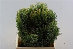 Pinus Mugo Subsp. Mugo Per Kilo 50cm