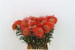 Leucospermum Succession 40cm