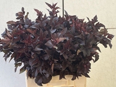 Physocarpus Opulifolius Diabolo 60cm