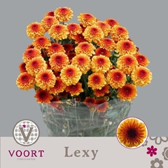Chrysanth Spray Lexy 70cm 80gr.