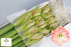 Hippeastrum Darling 75cm
