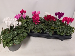 Cyclamen Persicum Macaron 10Ø 22cm