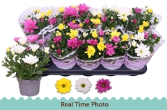 Chrysanth Mix 12Ø 25cm