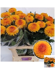 Chrysanth Single Paladov Sunny 80cm 90gr.