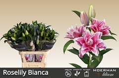 Li Or Du Rl Bianca 90cm 4+