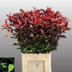 Photinia Mag Volcano 80cm