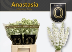 Delphinium Double Dewi Anastasia 60cm