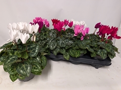 Cyclamen Persicum Macaron 10Ø 23cm