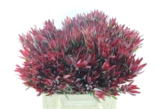 Leucadendron Salignum Blush 40cm Spray