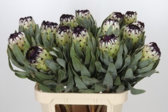Protea Magnifica Niobe 80cm
