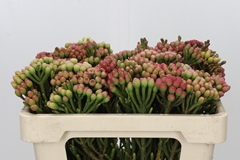 Brunia Laevis Red 50cm