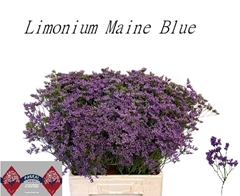Limonium Maine Blue 70cm 30gr.