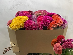 Celosia Mix 75cm