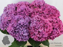 Hydrangea Rodeo Purple 80cm 14-16cm Hd