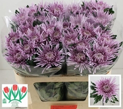 Chrysanth Single Cipria 70cm 80gr.