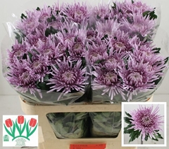 Chrysanth Single Cipria 70cm 80gr.