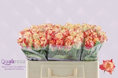 Rosa Chapeau 50cm