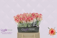 Rosa Jumilia 40cm