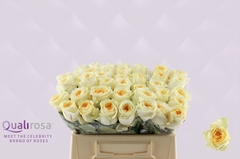 Rosa Buttercup 35cm