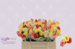 Rosa Buttercup Mix 35cm