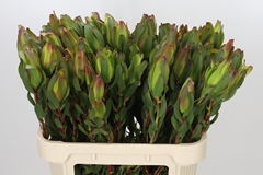 Leucadendron Laurel Yellow 80cm Spray
