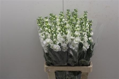 Matthiola Iron White