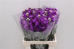 Matthiola Iron Purple