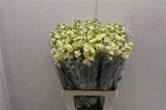 Matthiola Iron Yellow