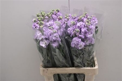 Matthiola Iron Marine