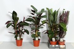 Calathea Mixed 5 Varietys 19Ø 75cm