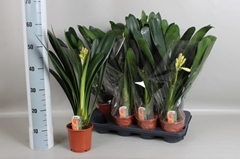 Clivia Miniata 13Ø 55cm