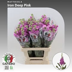 Matthiola Iron Deep Pink 70cm