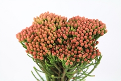 Brunia Laevis Red 35cm