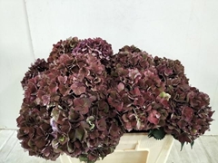 Hydrangea Pink Ruby Classic 50cm 19-21cm Hd
