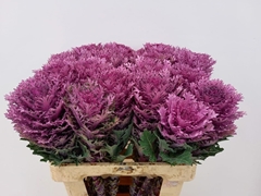 Brassica Crane Queen 60cm