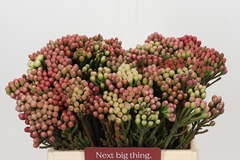 Brunia Laevis Red 40cm