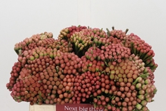 Brunia Laevis Red 35cm