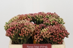 Brunia Laevis Red 35cm