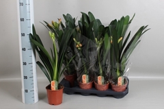 Clivia Miniata 13Ø 55cm