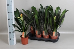 Clivia Miniata 13Ø 50cm