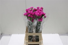 Dianthus Single Farida 70cm