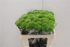 Dianthus Barb Green Wicky 55cm