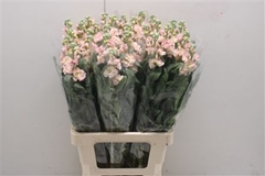 Matthiola Iron Apricot