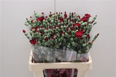 Dianthus Spray Single Solomio Edo 60cm