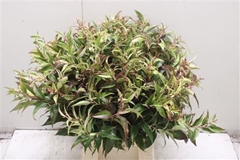 Leucothoe Fontanesiana Rainbow 50cm