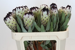 Protea Magnifica Niobe 70cm
