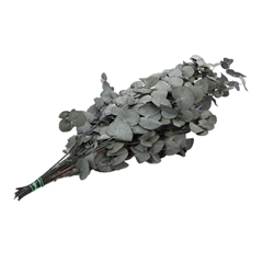 Preserved Eucalyptus Cinerea 65cm 150g
