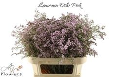 Limonium Safora Oshi Pink 80cm 40gr.